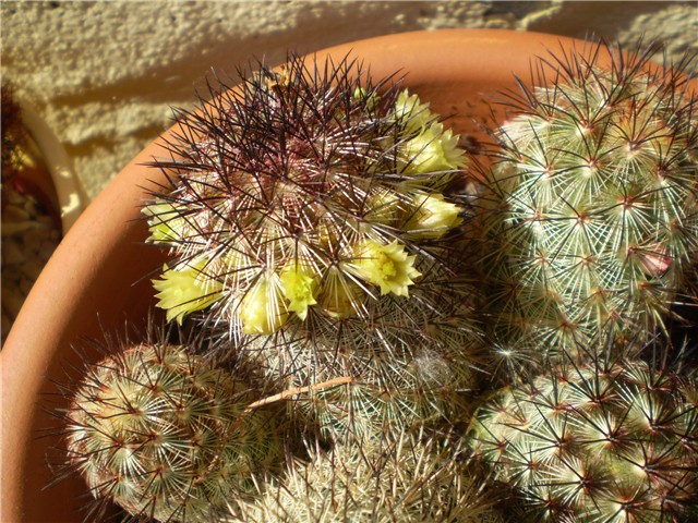 kaktus